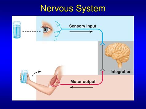 Ppt The Nervous System Nervous Tissue Human Anatomy Sonya Schuh