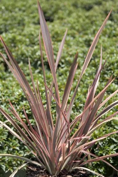 Phormium Rainbow Chief Free Freight Option