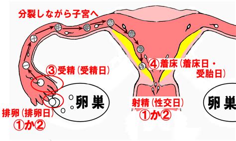 受精日とは？排卵日や性交日や着床日受胎日と同じ？違いを解説！