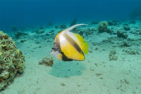 Amazing Fish Swimming In The Red Sea Colorful Fish Eilat Israel Stock