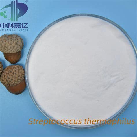 High Activity Freeze Dried Powder Streptococcus Thermophilus Probiotic