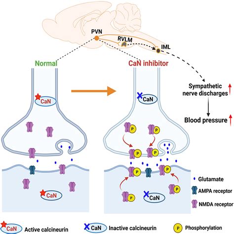 GABA Regulates Excitatory Synapse Formation In The 54 OFF