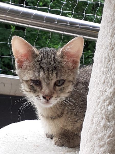 Unsere Katzen Brauchen Eure Hilfe Tierheim U Tierschutzbund Ulm Neu