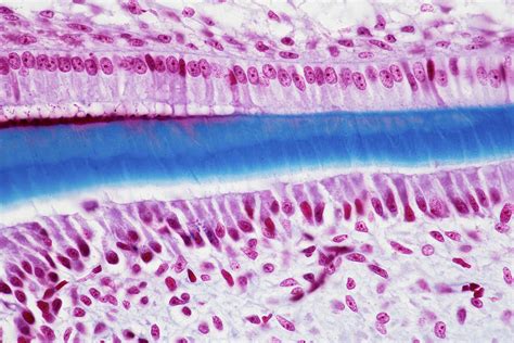 Tooth Development Lm Photograph By Oliver Meckes Eye Of Science Pixels