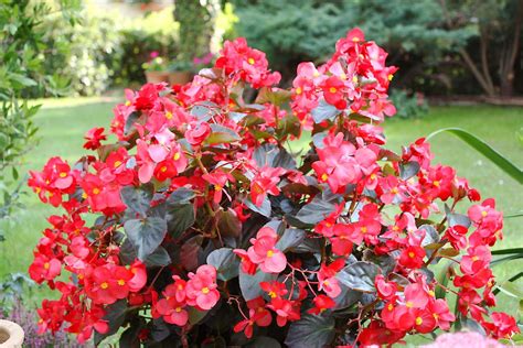 Bégonias Plantation Entretien Et Bouturage Détente Jardin