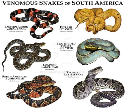 Poisonous Snakes With Names