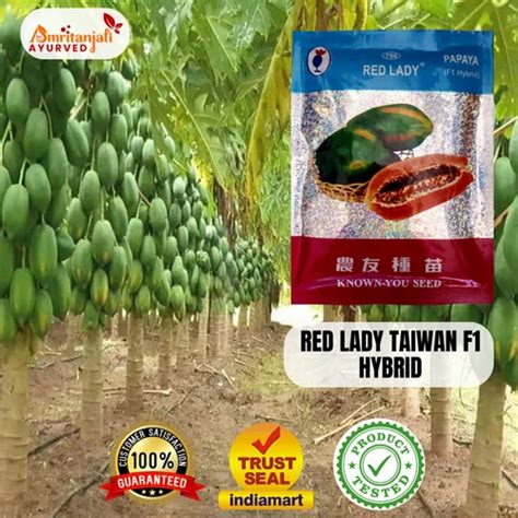 Red Lady Taiwan F Hybrid Papaya Seed Packaging Type Packet Air Tight