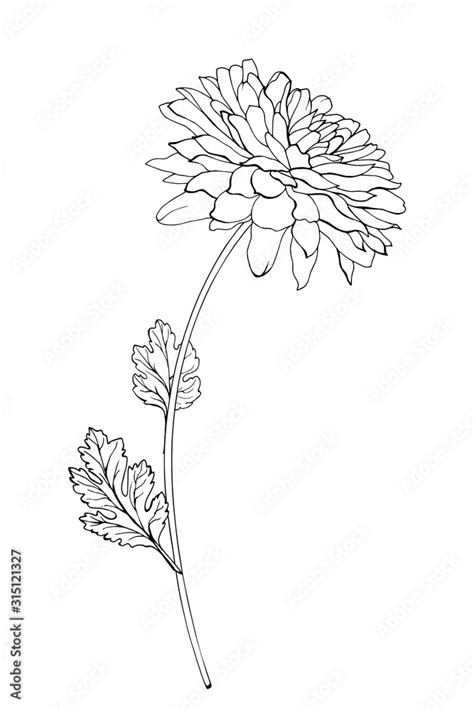 Vector Single Black Outline Flower Chrysanthemum Branch And Leaves