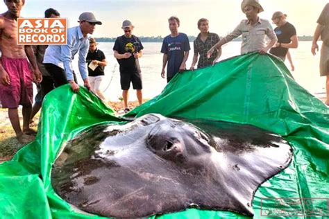 Largest freshwater stingray ever caught - Asia Book of Records