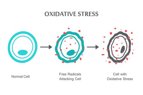 Estr S Oxidativo En Qu Consiste Mejor Con Salud