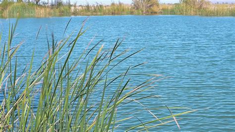 An Outdoor Escape Branch Pond On Edwards AFB Gets Stocked With