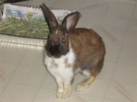 Found Rabbit New Mexico House Rabbit Society