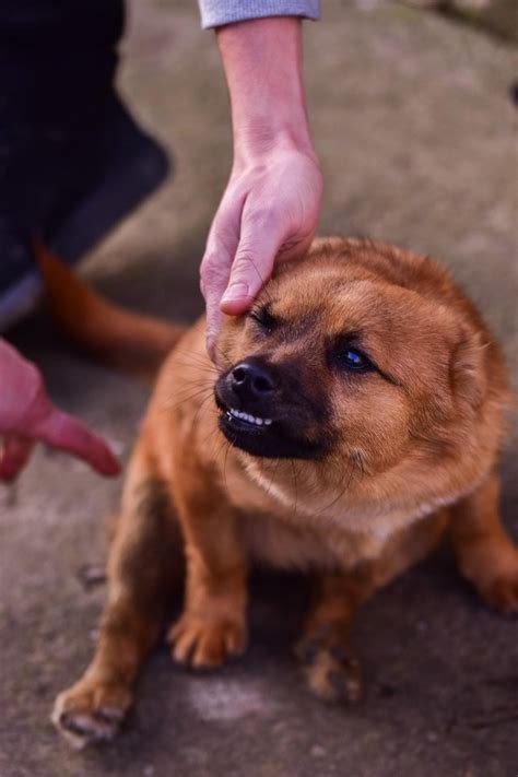 Cachorro se coçando e mordendo compulsivamente saiba o que fazer