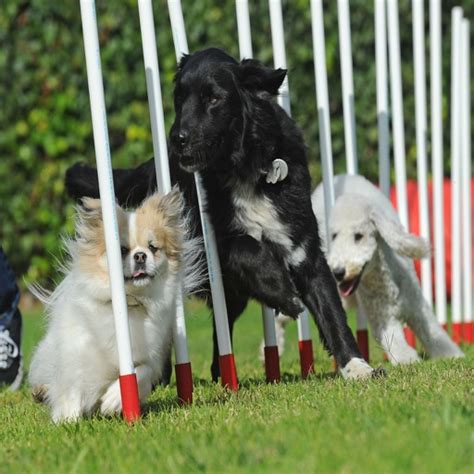 Dog Agility Training Techniques by GR8 Media