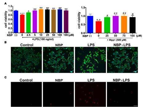 Figure From Dl N Butylphthalide Exerts Dopaminergic Neuroprotection