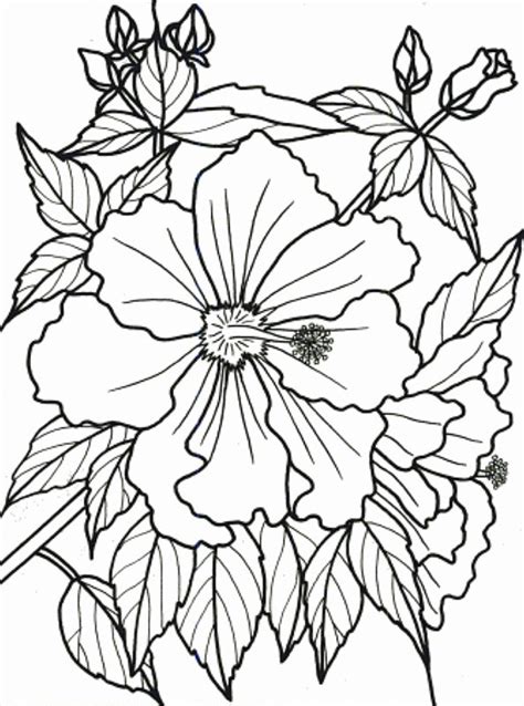 Tropical Rainforest Flowers Coloring Pages - ClipArt Best