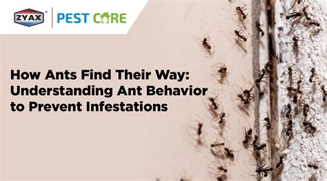 How Ants Find Their Way Understanding Ant Behavior To Prevent Infestations