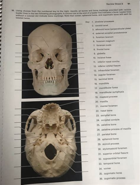 Solved Exercise Review Sheet The Axial Skeleton Lab Chegg