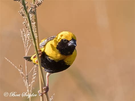 Birding Portugal Yellow Crowned Bishop Birding In Portugal