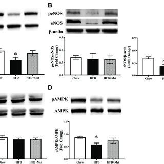 Metformin Prevents HFD Induced Metabolic Insulin Resistance A