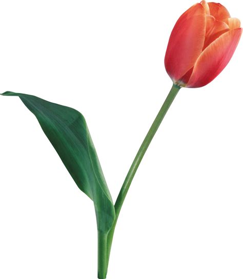 Tulip PNG Image PurePNG Free Transparent CC0 PNG Image Library