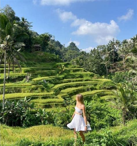 Bali Rice Terraces Holy Water Temple Waterfall Tour