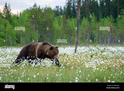 European Brown Bear Ursus Arctos Arctos Running Across Cotton