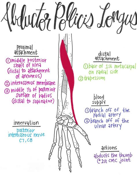 Abductor Pollicis Longus Physical Therapy School, Hand Therapy, Massage Therapy, Occupational ...