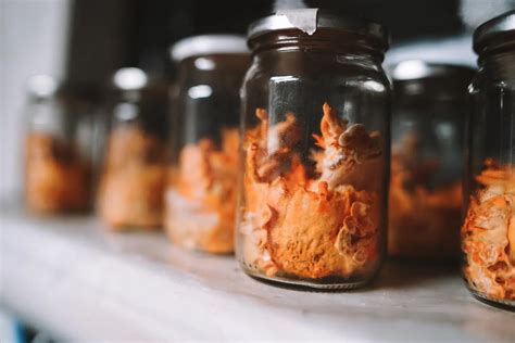 Cordyceps Mushroom 1 - Fungi Academy