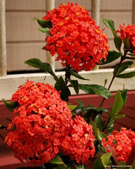 Ixora Chinensis Prince Of Orange Copyright All Rights Flickr