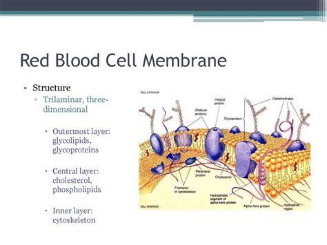 Red Blood Cells Membrane Structure