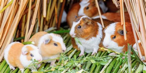 Verhalten beim Meerschweinchen Schockstarre Gänsemarsch