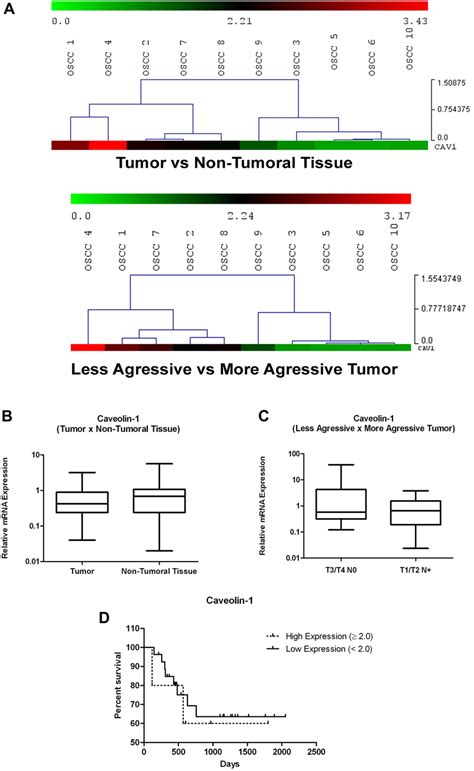 A Hierarchical Cluster Diagram Of CAV 1 Expression In OSCC Samples