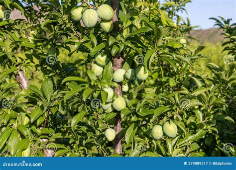 Fresh Green Plum On Tree In The Orchard Stock Image Image Of Growing