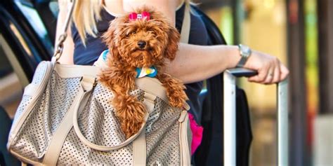 Las aerolíneas más y menos permisivas con los animales