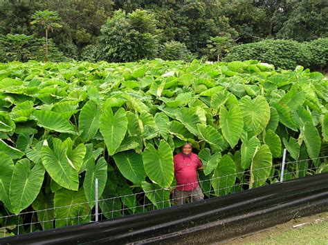 Horta como plantar Taro Colocasia esculenta de forma orgânica