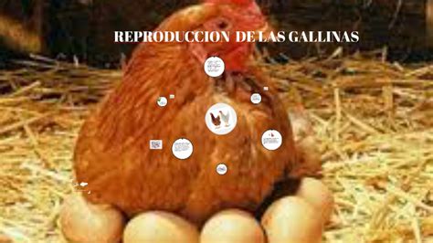 Reproduccion De Las Gallinas By Ruben Dario Cotrino Castillo On Prezi