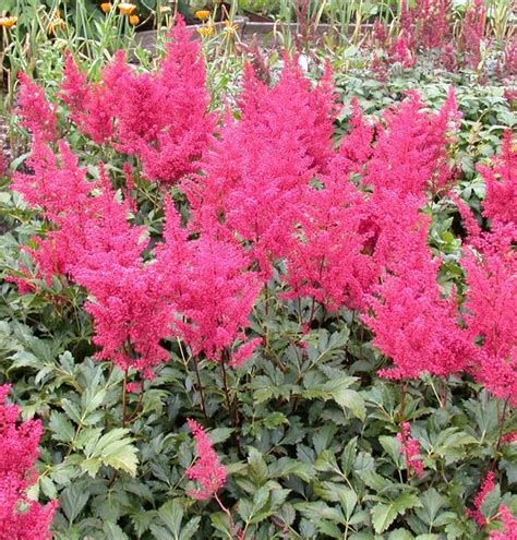 Astilbe Japonica Gruppe Montgomery Prachtspiere Gartenpflanzen Daepp