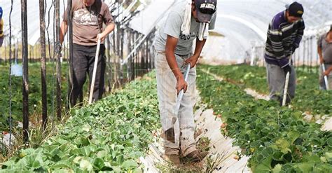 Hoy Tamaulipas Bolsa De Trabajo Michoacan En Sector Primario El Mayor Crecimiento De Empleo