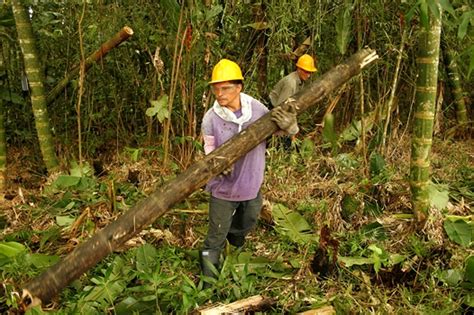 Manejo Y Aprovechamiento Forestal Radiom S