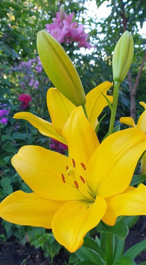 My flowers roses, lilies, liliums, lily, lilium, Gladioli, Gladiolus ...