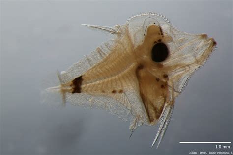 Mind the gaps: marine zooplankton futures in a warming world - AAPP