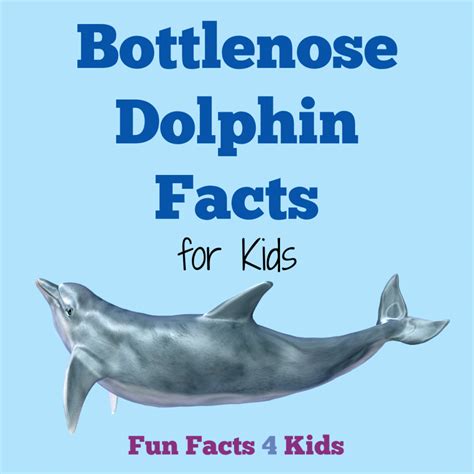 Bottlenose Dolphin Facts for Kids – Fun Facts 4 Kids