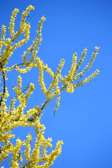 Annabanana World Garden Arizona