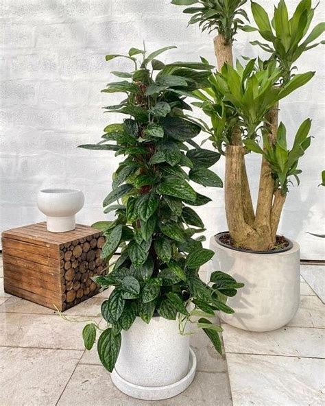 Everything About Growing Monstera Peru Indoors Artofit