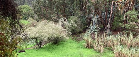 LAUREL FOREST | Hiking Gran Canaria, Guided hikes and hiking tours in Gran Canaria