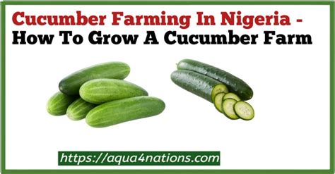 Cucumber Planting Season In Nigeria At Mathew James Blog