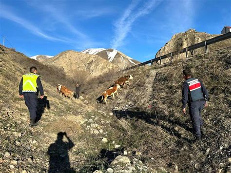 Bayburt Ta Kaybolan B Y Kba Hayvanlar Drone Le Bulundu Haberler