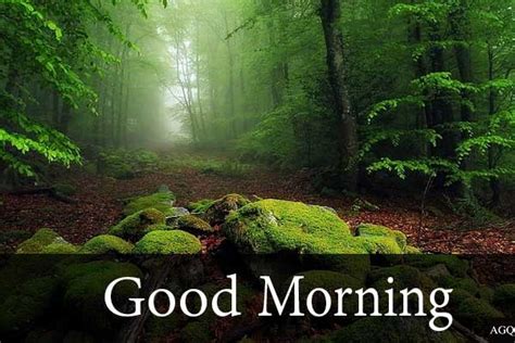 Good Morning Forest Images With Wishes Lets Wake Up Early In The Morning