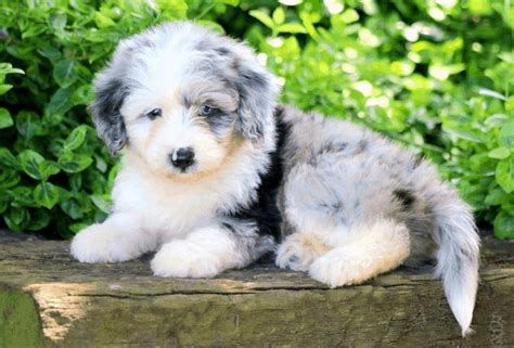 Aussie Doodle Aussiepoo And Aussie Poodles The Ultimate Guide